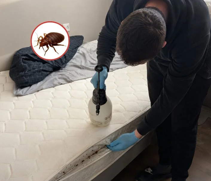 Technicien traitant un matelas contre les punaises de lit à Carrières-sur-Seine